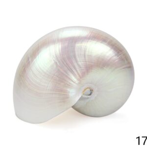 Polirana školjka Nautilus 6