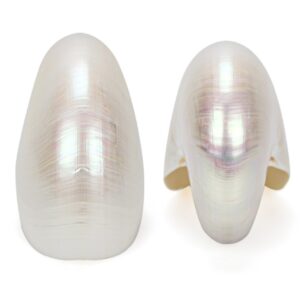 Polirana školjka Nautilus 6