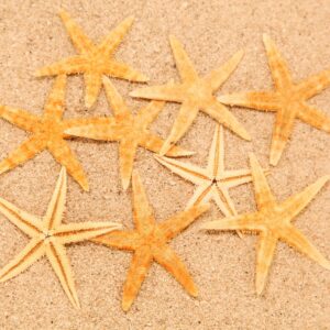 Morske natural zvijezde 2