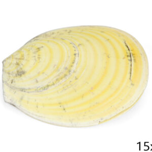 Žuta školjka u paru Gafrarium tumidum