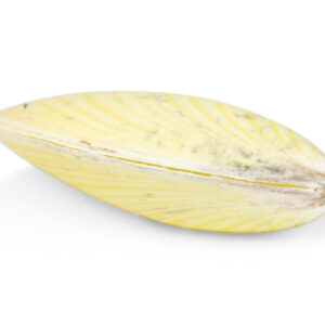 Žuta školjka u paru Gafrarium tumidum