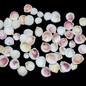 Bijele rebraste lepeze White cackle (2 kg)