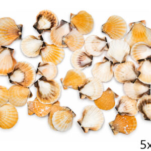Lepeze Vexillum orange (1 kg)