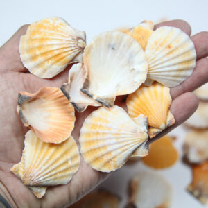 Lepeze Vexillum orange (1 kg)