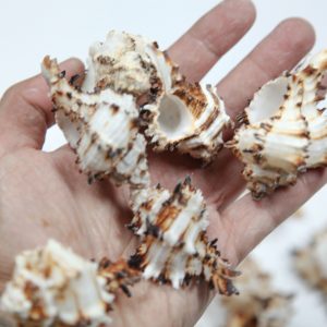 Školjke Murex indivia (1 kg)