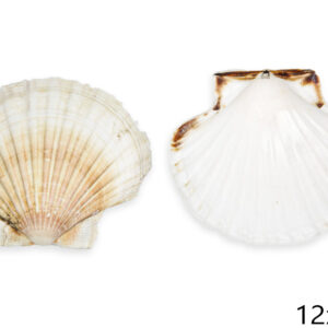 Natural lepeza Jakobova kapica, 12-13cm