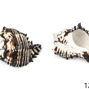 Crno-bijele školjke Black Murex (SET 6 kom.)