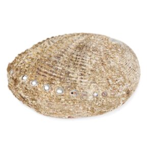 Morske natural školjke Petrovo uho, II klasa (SET 6 kom.)