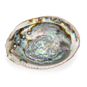 Morske natural školjke Petrovo uho, II klasa (SET 6 kom.)