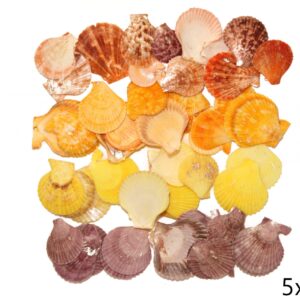 Lepeze Chlamys gloriosa, raznih boja (1 kg)