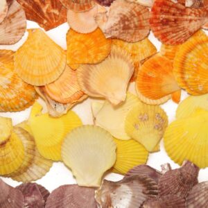 Lepeze Chlamys gloriosa, raznih boja (1 kg)