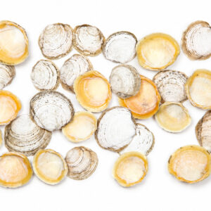 Bijelo-smeđe lepeze Anodontia alba (2 kg)