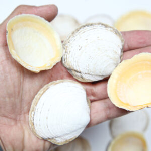 Bijelo-smeđe lepeze Anodontia alba (2 kg)