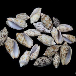 Školjke Voluta Vespertillo (1 kg)