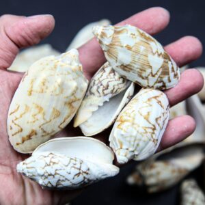 Školjke Voluta Vespertillo (1 kg)