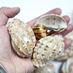 Školjke Harpa sp. polished (1 kg)