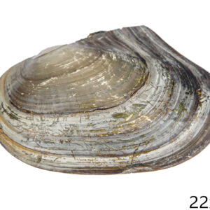 Slatkovodna natural školjka, manja