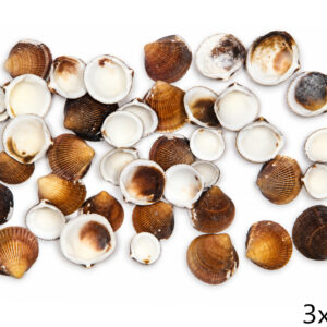 Lepeze Brown cockle (1 kg)