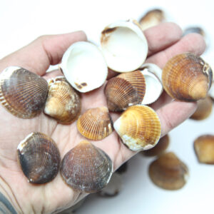 Lepeze Brown cockle (1 kg)