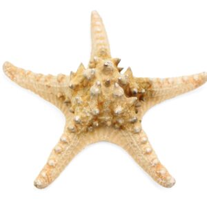 Morska natural zvijezda 8