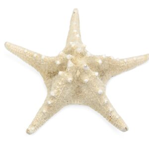 Morska izbijeljena zvijezda 8