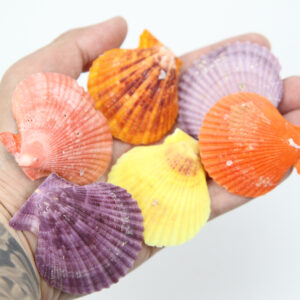 Mix većih školjki lepeza, raznih boja (1 kg)