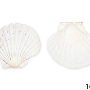 Natural lepeza Jakobova kapica, 9-10cm