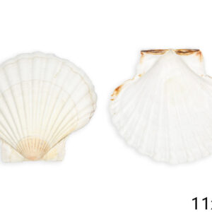 Natural lepeza jakobova kapica, 10-11cm