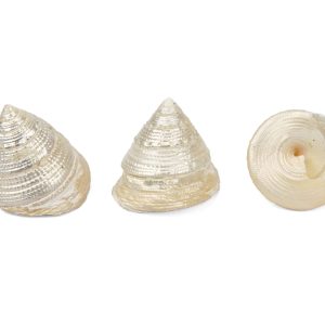 Sedefne školjke piramide Trochus maculatus (SET 50 kom.)