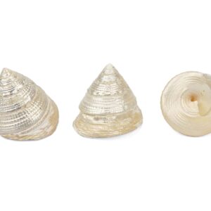 Sedefne školjke piramide Trochus maculatus (SET 50 kom.)