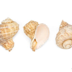 Kopneni puž Rapana rapiformis