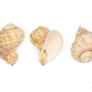 Kopneni puž Rapana rapiformis