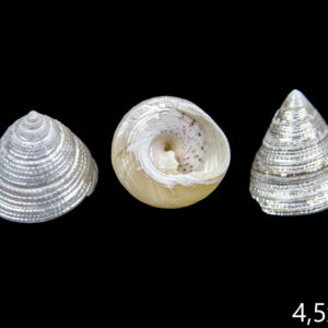 Sedefne školjke piramide Trochus maculatus (SET 50 kom.)