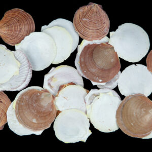 Tanke bijelo-smeđe lepeze, Amusium pleuronectes (1 kg)