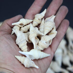 Vretenaste školjke, Fusinus nicobaricus (2 kg)