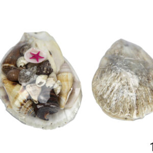 Školjkice pakirane u lepezi White clam (SET 10 kom.)