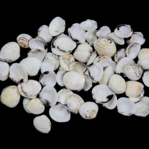 Bijele rebraste lepeze, Cardites bicolor (1 kg)