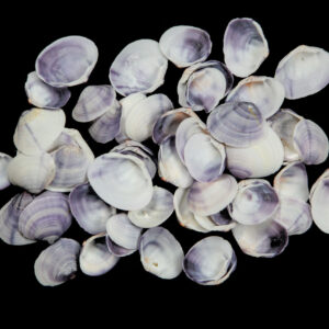 Ljubičaste lepeze, Violet clam (1 kg)