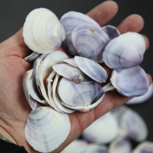 Ljubičaste lepeze, Violet clam (1 kg)