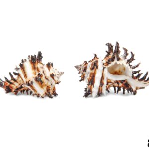 Crno-bijele školjke Murex indivia 2