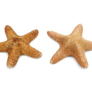 Morska natural zvijezda Specimen 4