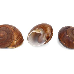 Bijelo-smeđi kopneni puževi (SET 10 kom.)