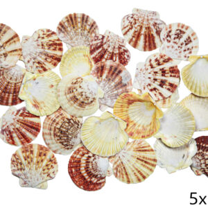 Lepeze Pecten Macarensis (1 kg)