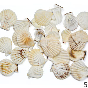 Lepeze Pecten radula (1 kg)