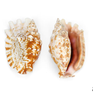 Svijetla prošarana školjka Sinuatus