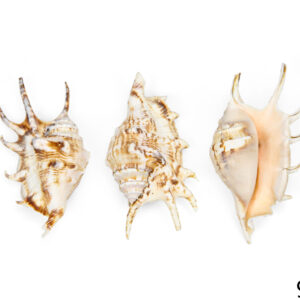 Male paukove školjke Lambis (SET 50 kom.)