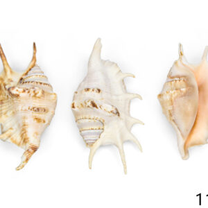 Paukove školjke Lambis 3