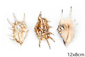 Paukove školjke Lambis M-L (SET 10 kom.)