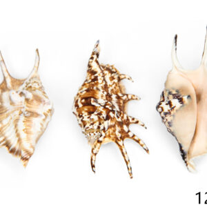 Paukove školjke Lambis M-L (SET 10 kom.)