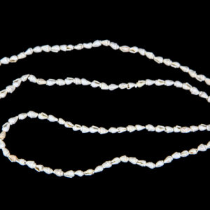 Repromaterijal od školjke White nassa (SET 12 kom.)